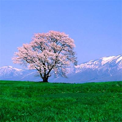 希望之旅手游变态版下载